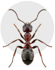 Ants Pest Control - Bees