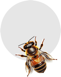 Bees Pest Control - Bees