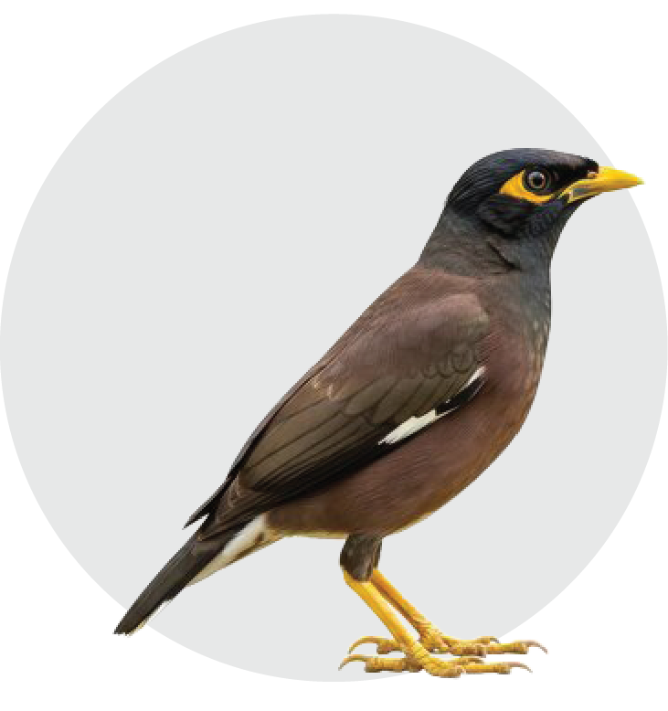 Bird Pest Control - Bees