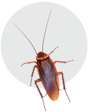 Cockroach Pest Control - Bees