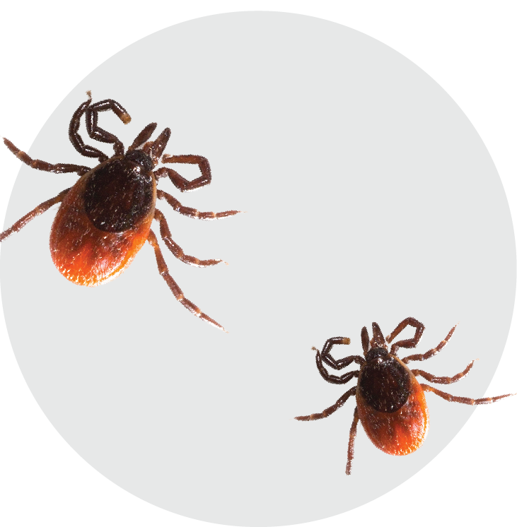 Flea Pest Control - Bees