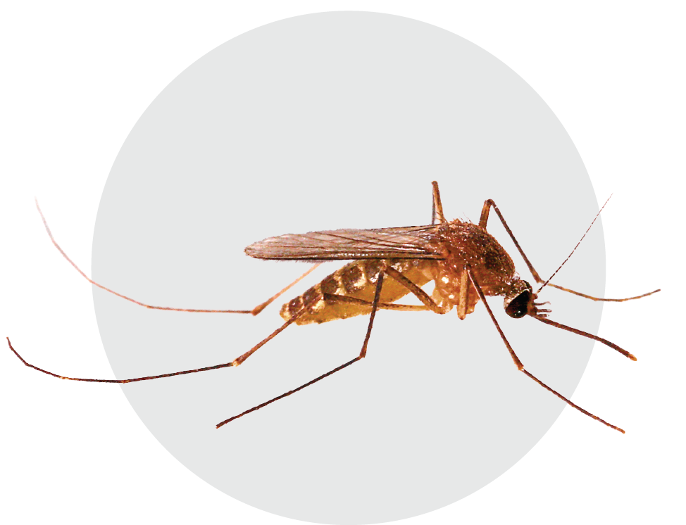 Mozzie Pest Control - Bees