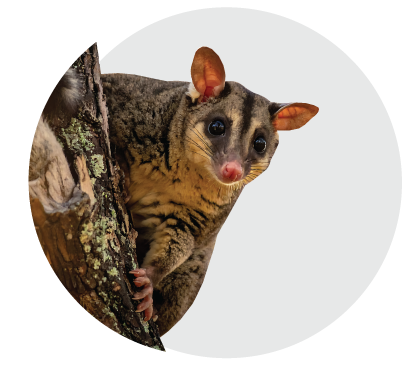 Possum Pest Control - Bees