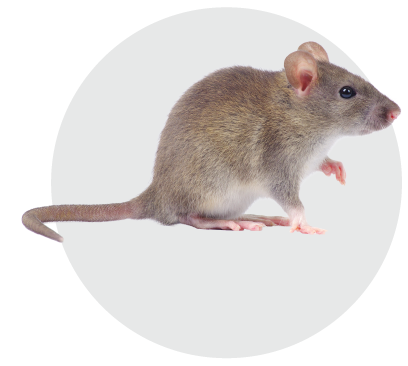 Rat Pest Control - Bees