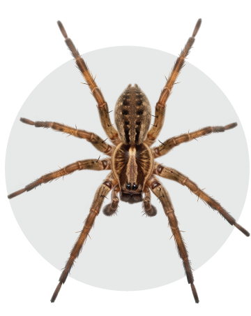 Spider Pest Control - Bees