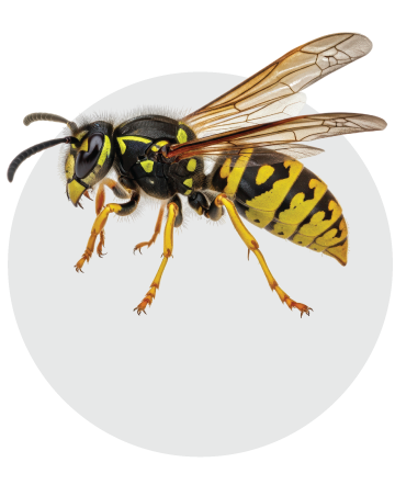 Wasp Pest Control - Bees